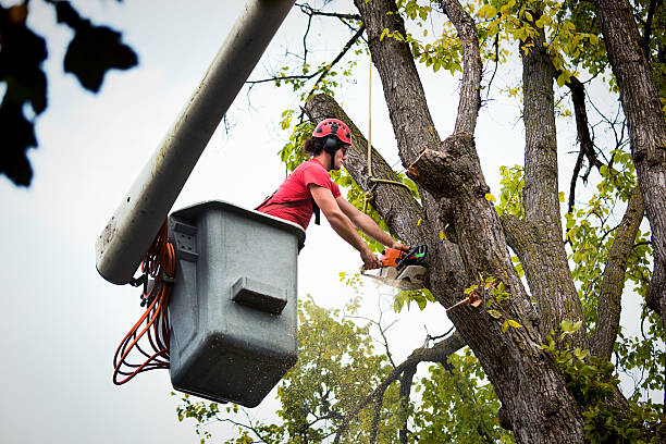 Best Tree Cabling and Bracing  in Hallstead, PA